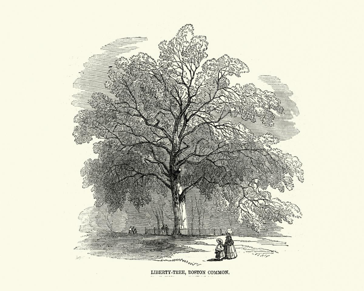 Drawing of the Boston Common Liberty Tree