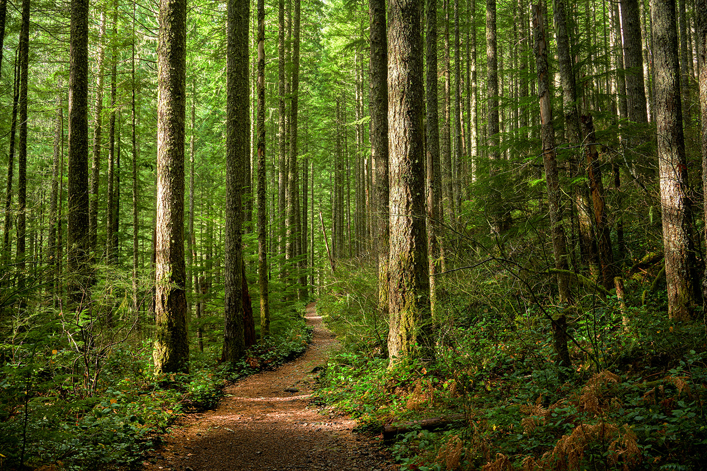 Sunlit trail in the woods
